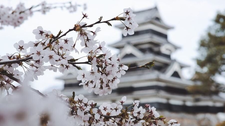 Japan offers a myriad of experiences for new travelers, from the neon lights of Tokyo to the serene temples of Kyoto and the natural beauty of Hokkaido.